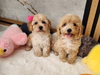 Aşılı Pasaportlu Mikroçipli Maltipoo  Yavrularımız 