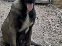 Kangal Köpeğimizi Sahiplendiriyoruz