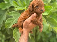 IRK GARANTİLİ SAFKAN TOY POODLE YAVRUM