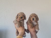 55 Günlük Maltipoo Miniklerim