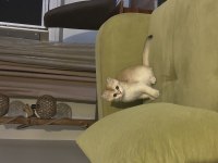 British shorthair