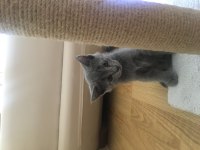 British shorthair cins kedimiz ücretli sahiplendirilecektir