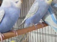 Yeni yeme düşen rainbow muhabbet kuşu bebekler