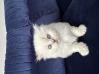 Scottish fold pamuk şekerlerim büyüdü