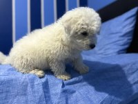 Kar beyaz bichon frise yavrular