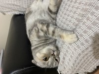 3 yaşında Scottish Fold