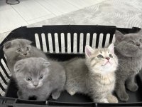 5 tane yavru kedimiz tuvalet eğitimi tamamlandı