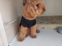 11 Aylık Erkek Poodle
