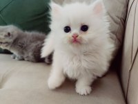 3 aylık İran kedisi