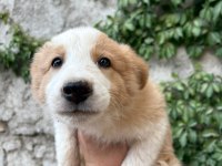 Teslime hazır border collie yavrular