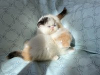 Şampiyon bebekler calico exotic shorthair