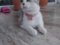 SİLVER BRİTİSH SHORTHAİR LUNA ÖMÜRLÜK YUVA ARIYOR