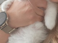 British longhair