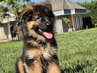 Ruhsatlı Köpek Çiftliğinden Alman Kurdu Yavruları