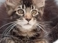 Maine coon 3 aylık