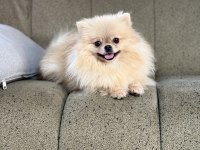 Pomeranian show class 