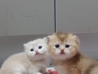 Koca Ayı Surat Boncuk Gözler British Shorthair Yavrular