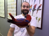 MİKROÇİPLİ KIRMIZI ECLECTUS PAPAĞANIMIZ FULL EVCİL