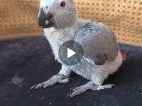 El Besleme Jako Papağanı