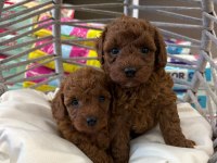 Dişi Kore Poodle