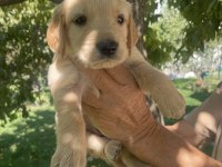 Safkan golden retriever yavrularımız