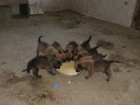 Malinois köpekler