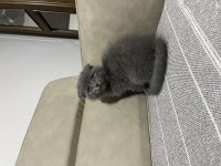 Üst kalite scottish fold bebiş