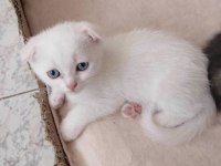 2 aylık scottish fold aşıları yapılacak