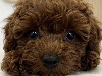 5 Aylık Dişi Teacup Poodle Üst Kalite Kore Pasaportlu