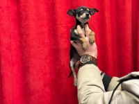 A+Plus Pinscher Yavrular