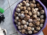 Kuluçkalık günlük bıldırcın yumurta 5 tl