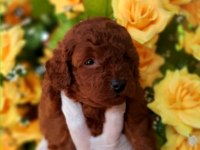 Toy poodle yavrularında son nokta