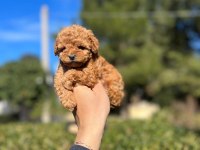 Toy Poodle Bebekler