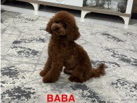 2 Aylık Teacup Poodle