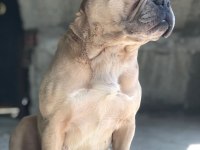 Kızanı yakın dişi french bulldog