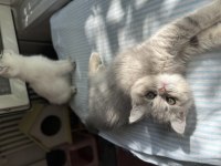 ŞECERELİ BABA LEO NUN BRİTİSH SHORTHAİR KIZLARI