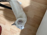 5 aylık dişi british shorthair