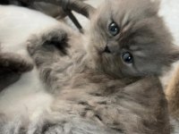 Dünya Tatlısı British Longhair Kızımıza Yuva Arıyoruz
