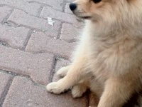 4 aylık pomeranian