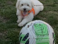 Maltese (terrier) 3 aylık