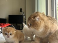 Safkan ny12 golden scottish fold yavrular