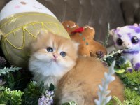 Yüksek kalite ny12 golden british longhair