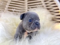 Renkli Gözlü Irk Garantili French Bulldog Yavrularım