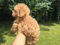 MALTİPOO YAVRULAR