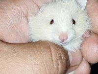 UZUN TÜY ÖZEL TÜR TEDDY BEAR HAMSTER BAŞKA YERDE YOK
