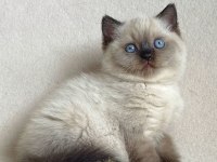 Deniz Gözlü Chocolate Point British Shorthair