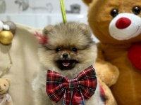 3 aylık dişi show class pomeranian yavrumuz