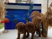 Toy poodle yavruları
