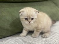 Scottish Fold Kedimiz Sahiplendirilecektir
