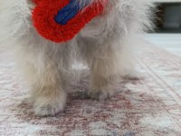 Pomeranian Boo Erkek Ve Dişi Yavrularımız
